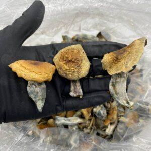 Hillbilly Shroom