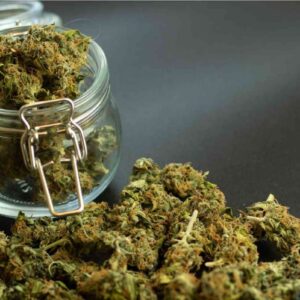 WEED STRAIN